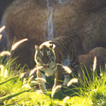 Die Kraft des Tigers